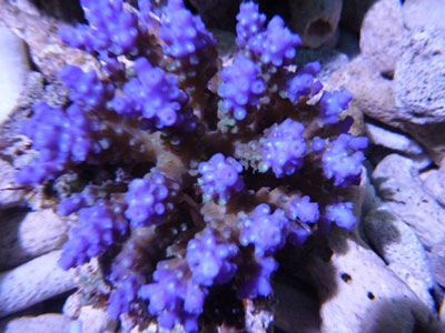 SPS CORALS